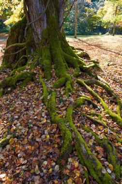 Sonbahar hokkaido kökeni