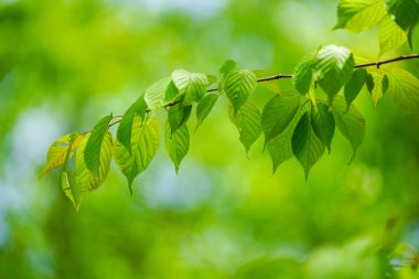 Yaz aylarında yeşil yaprakları