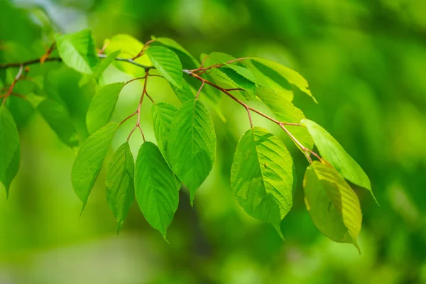 Grüne Blätter Sommer — Stockfoto