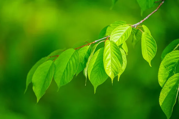 Grüne Blätter Sommer — Stockfoto