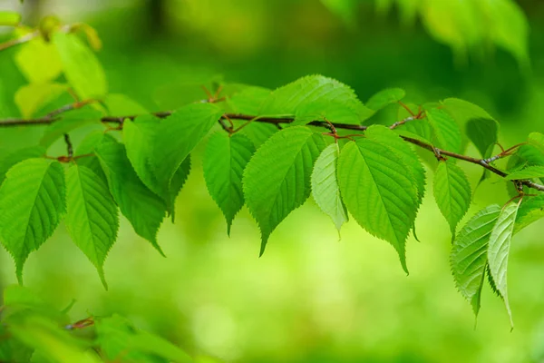 Grüne Blätter Sommer — Stockfoto