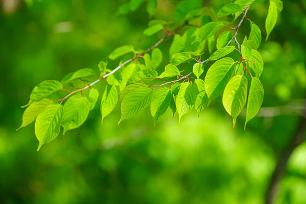 Grüne Blätter Sommer — Stockfoto