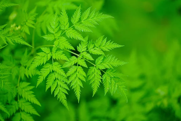 Fern Palnt Forest — Stock Photo, Image