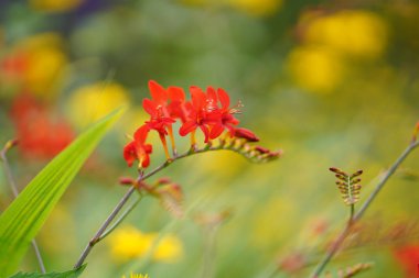 Yazın Crocosmia x crocosmiiflora