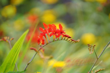 Yazın Crocosmia x crocosmiiflora