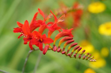Yazın Crocosmia x crocosmiiflora