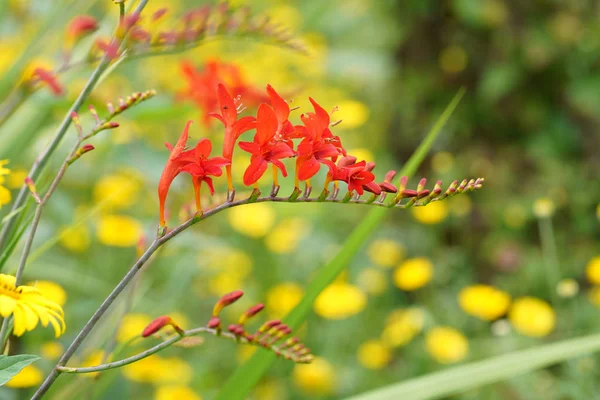 Crocosmia Crocosmiiflora Estate — Foto Stock