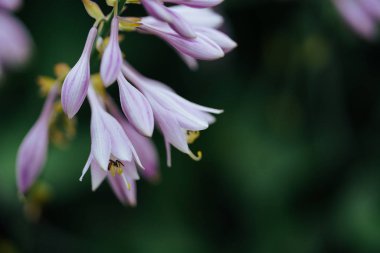 Yaz hokkaido 'sunda retifolia.