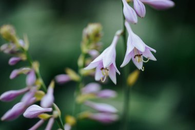 Yaz hokkaido 'sunda retifolia.