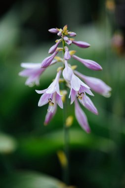 Yaz hokkaido 'sunda retifolia.