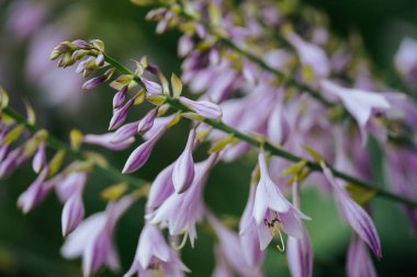 Yaz hokkaido 'sunda retifolia.