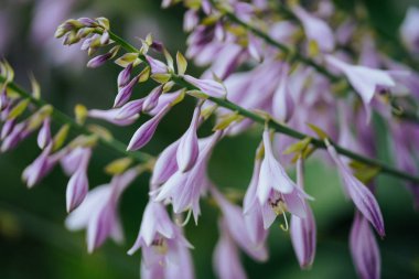 Yaz hokkaido 'sunda retifolia.