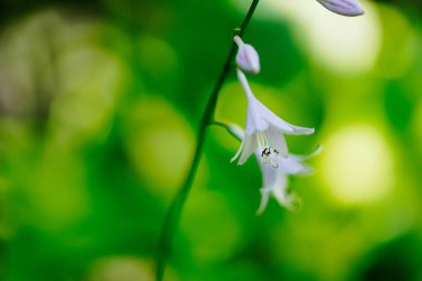 Yaz hokkaido 'sunda retifolia.