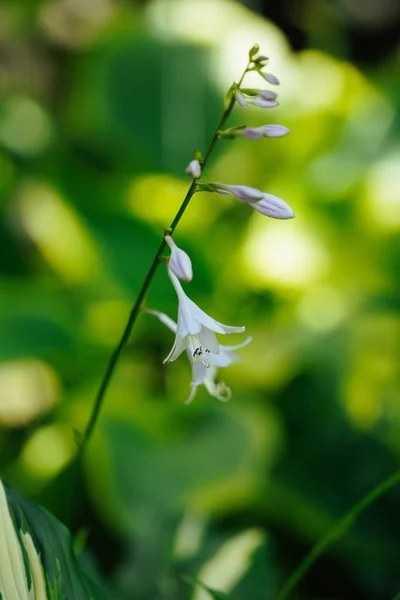 Hosta Rectifolia Nyáron Hokkaido — Stock Fotó