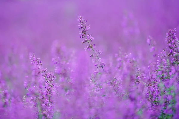 Nepeta Racemosa Walker Low — Foto de Stock