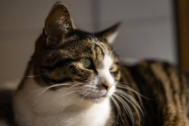 Kediyi eve kapatın.