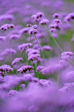 verbena bonariensis in summer hokkaido