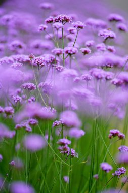verbena bonariensis in summer hokkaido