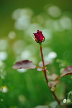 Yaz aylarında kırmızı gül