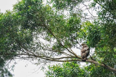 Ishigaki adasında tüy yılan kartal