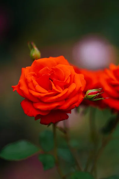 Red Rose Summer — Stock Photo, Image