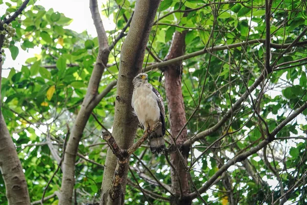 Aigle Serpent Crête Dans Île Ishigaki — Photo