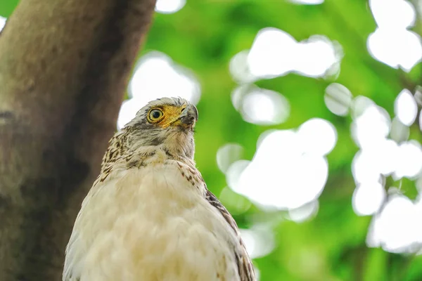 Águila Serpiente Crestada Isla Ishigaki — Foto de Stock