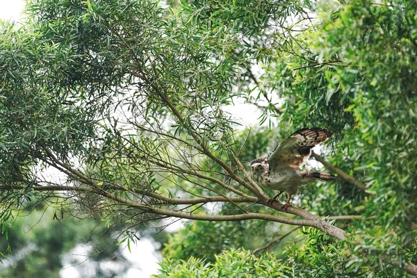 Αετός Του Φιδιού Στο Ισιγκάκι — Φωτογραφία Αρχείου