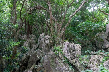 Taisekirinzan Okinawa Japonya 'da