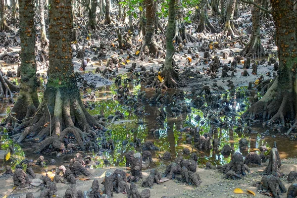 Mangroveskog Iriomtoe Island — Stockfoto