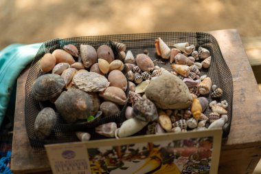 Ishigaki Adası 'nda deniz kabuğu.