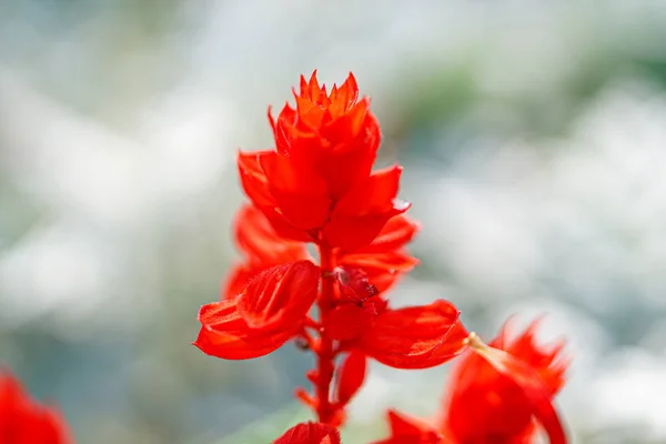 Red Salvia Summer — Stock Photo, Image