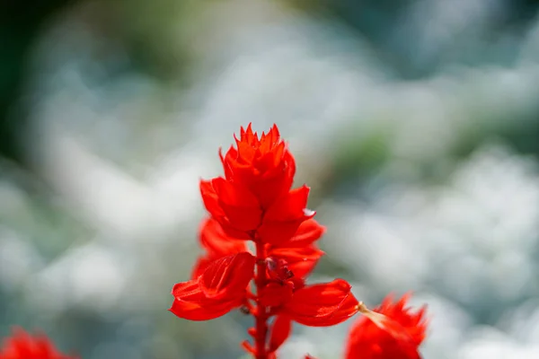 Red Salvia Summer — Stock Photo, Image