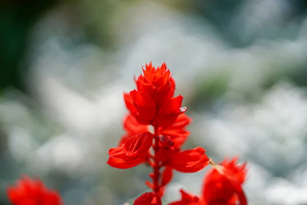 Red Salvia Summer — Stock Photo, Image