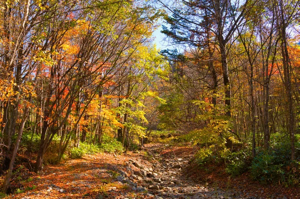 Tomuraushi Het Najaar Hokkaido — Stockfoto