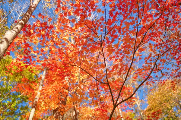 Tomuraushi Herbst Hokkaido — Stockfoto