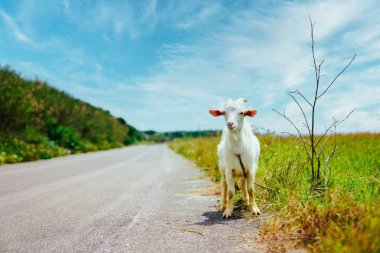 keçi hateruma Adası