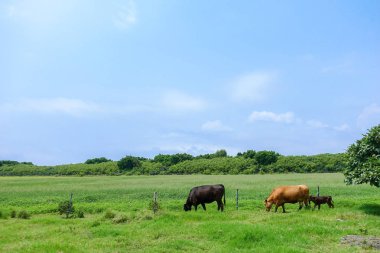 Okinawa Japonya 'daki Kuro Adası