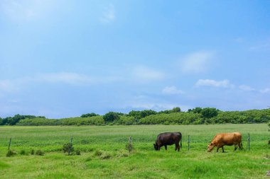 Okinawa Japonya 'daki Kuro Adası