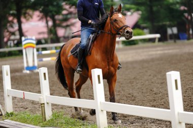 Japonya 'da Binicilik yarışması uygulaması