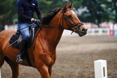 Japonya 'da Binicilik yarışması uygulaması