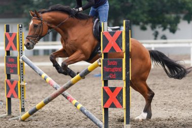 Japonya 'da Binicilik yarışması uygulaması
