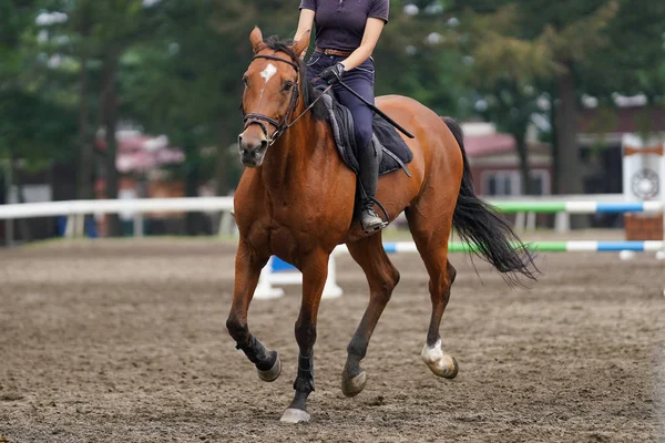 Prácticas Competición Ecuestre Japón —  Fotos de Stock