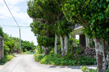 Okinawa 'daki Hateruma Adası' nda.