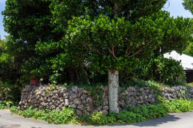 Okinawa 'daki Hateruma Adası' nda.