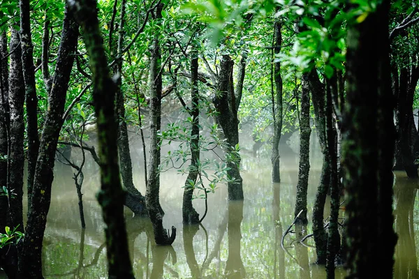 Bosque Manglares Isla Iriomote — Foto de Stock
