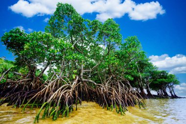 İriomote adasında mangrov ve mavi gökyüzü