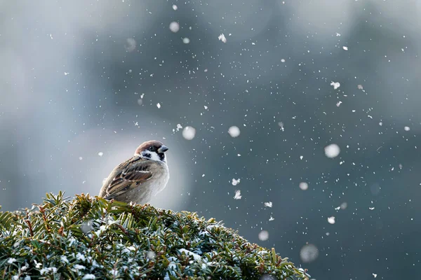 Serçe Kar Kış Hokkaido — Stok fotoğraf