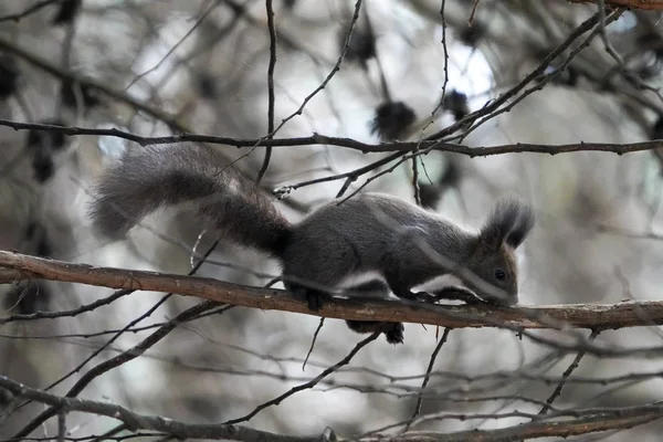 Squirrel Winter Forest — Stock Photo, Image