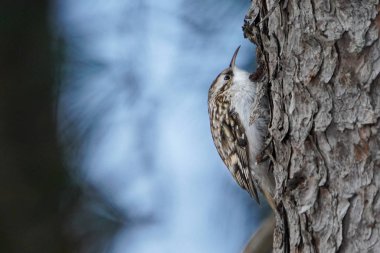 Hokkaido japan 'da ağaç bekçisi.